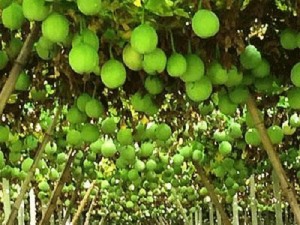 提供瓜蒌种植效益