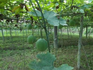 选择瓜蒌种植效益
