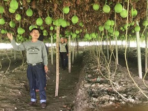 瓜蒌种植前景规划