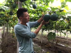 瓜蒌种植前景价值
